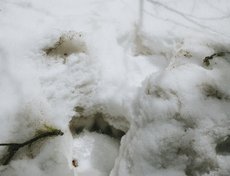 Град, цветы и медвежьи следы. Было немного не по себе