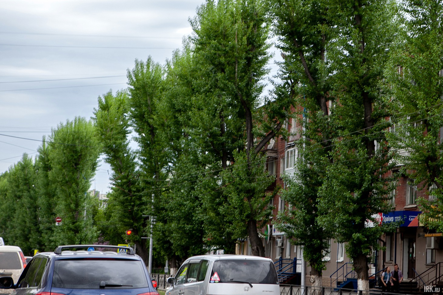 Вид тополей на улице Декабрьских Событий, которые несколько лет назад тоже обрезали почти подчистую, внушает надежду, что деревья на улице Карла Маркса снова станут красивыми