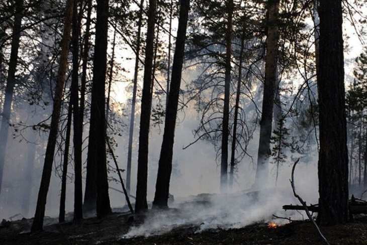 Forest bashkortostan ru проверить очередь на лес как