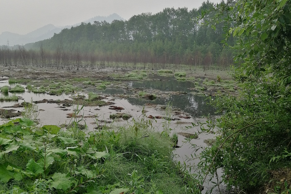 Карта № 4 после эксперимента по осушению шлам-лигнина. Фото предоставлено Александром Сутуриным