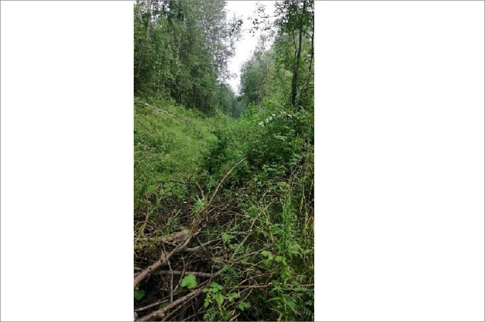 Заваленная заросшая нагорная канава. Её расчистка должна была быть первоочередной. Фото предоставлено Александром Сутуриным