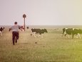 Для одной из сцен фильма требовалось согнать стадо коров.