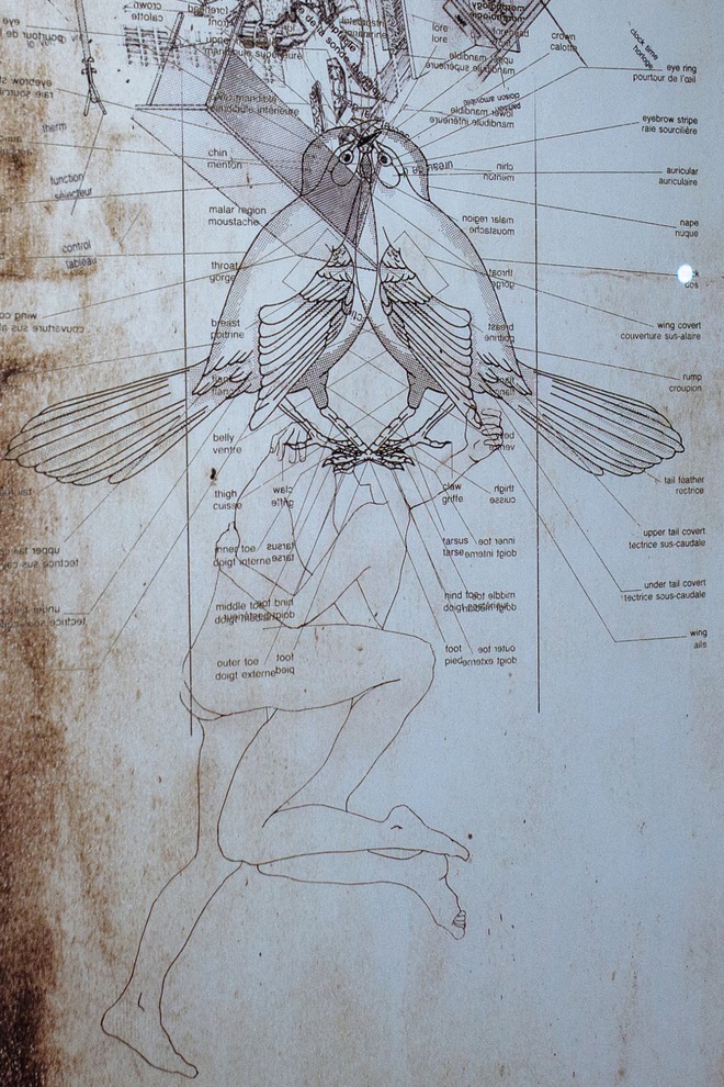 Во второй серии работ сплетенные тела любовников перекрываются схематичными рисунками насекомых из учебника биологии. Йована сравнивает телесность и эротичность с однодневными существами.