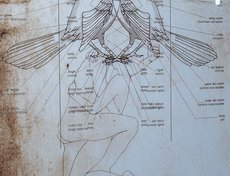 Во второй серии работ сплетенные тела любовников перекрываются схематичными рисунками насекомых из учебника биологии. Йована сравнивает телесность и эротичность с однодневными существами.