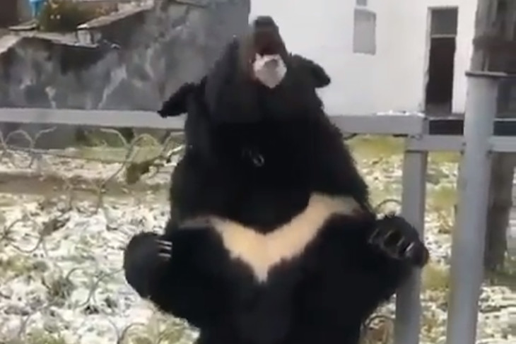 Изображение с видео