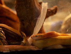 Тропические виды змей  круглый год живут в климате лета, который поддерживается в террариуме.