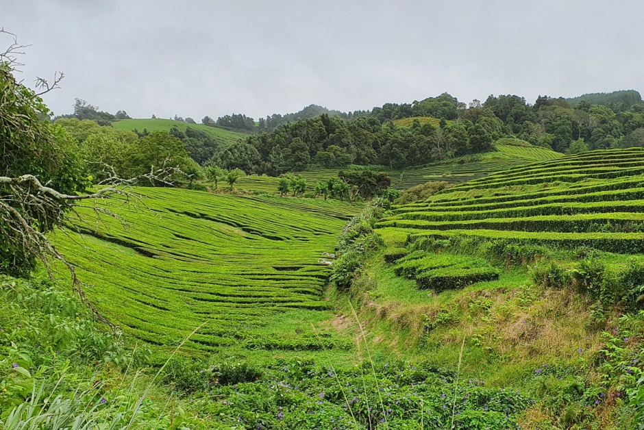 Чайные плантации на Азорах