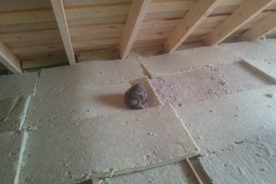 Кот облюбовал чердак