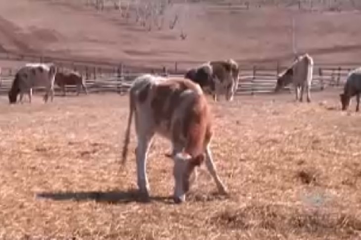Скриншот видео