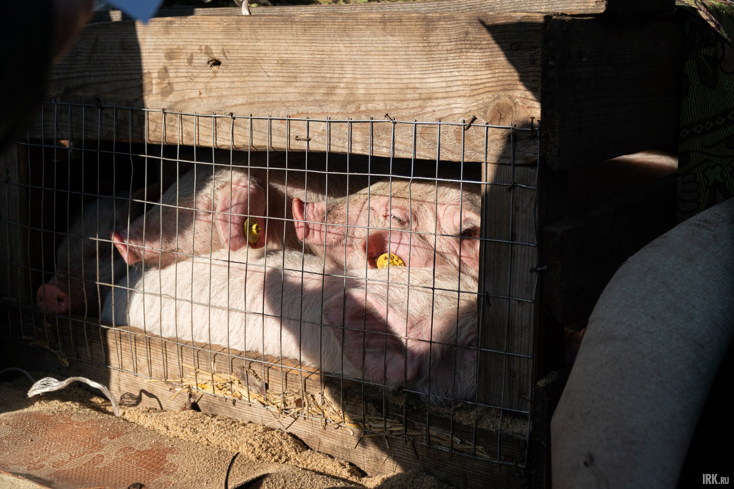 На рынке продают поросят, гусей и сено