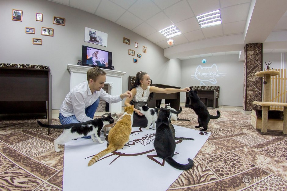 Фото предоставлено котоКафе «Котейка»