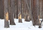Фото пресс-службы министерства лесного комплекса Иркутской области