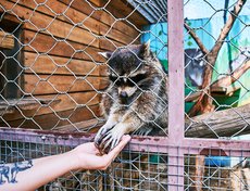 Еноты — любимцы гостей Иркутского зоосада.