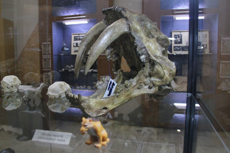 Экспонат выставки «Секреты острова черепов». Фото с сайта vk.com/museum.irkutsk