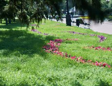 В сквере Кирова были использованы ковровые вензеля.