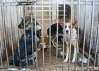 Собаки из питомника «Пять звезд». Фото IRK.ru