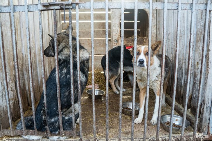 Собаки из питомника «Пять звезд». Фото IRK.ru