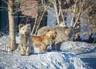 Бездомные собаки в Иркутске. Фото Маргариты Романовой, IRK.ru