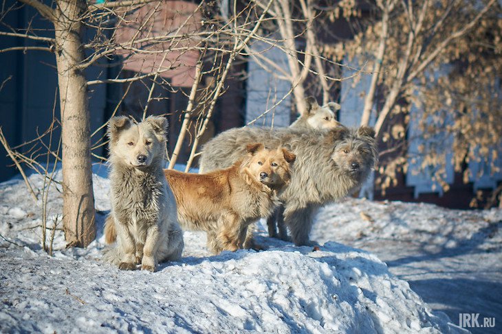 Бездомные собаки в Иркутске. Фото Маргариты Романовой, IRK.ru