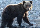 Медведь. Фото Сергея Шабурова
