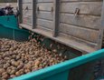 13 мая на землях ЗАО «Иркутские семена» посеяно первые пять гектаров картофеля