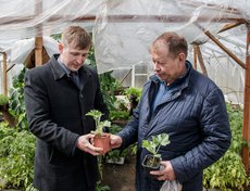 В теплице с арбузами