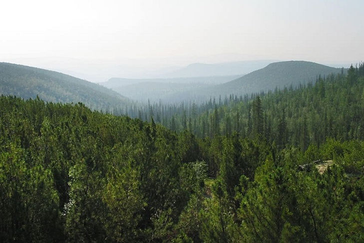 Forest bashkortostan ru проверить очередь на лес как