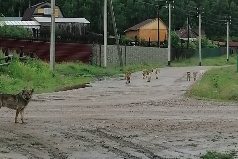 Стая собак фото