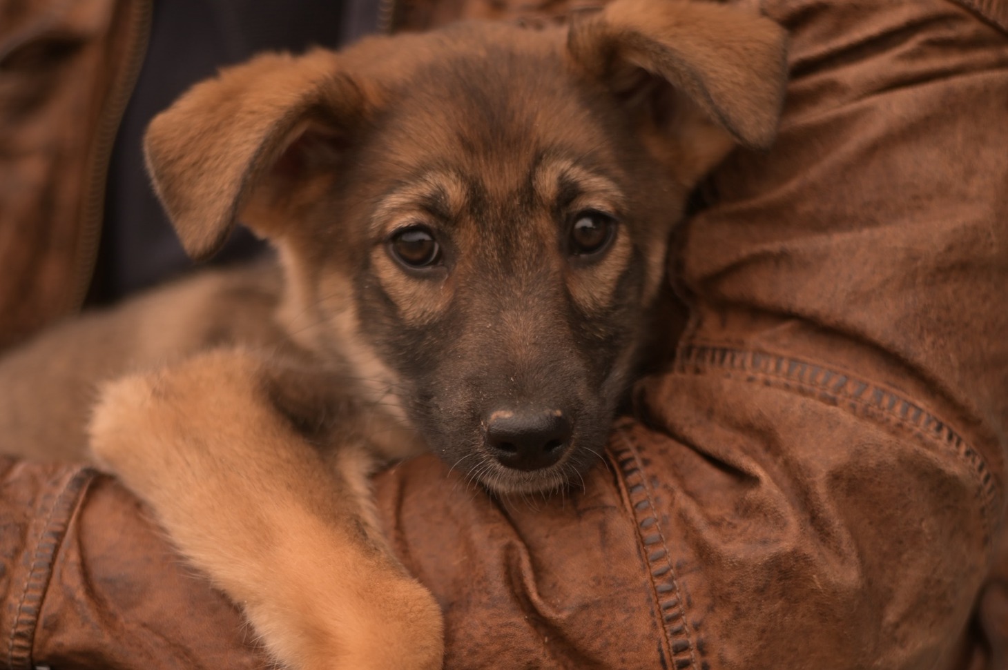 Люся, 4 месяца