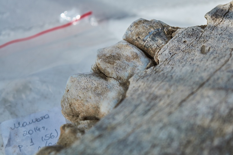 Фрагмент челюсти детеныша шерстистого носорога