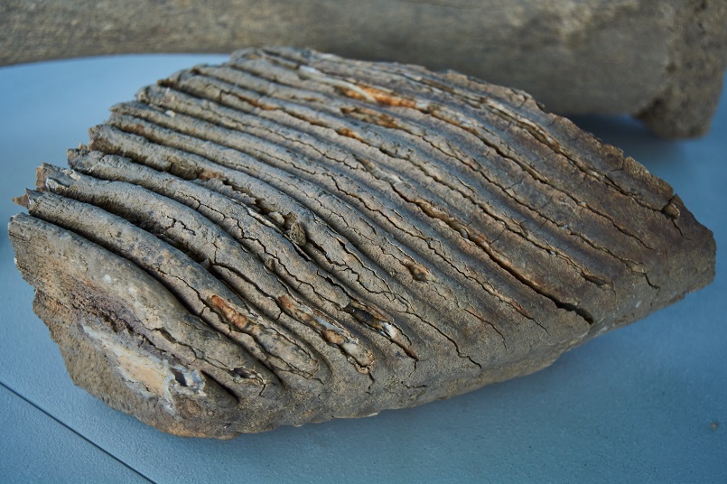 Зуб крупной особи мамонта