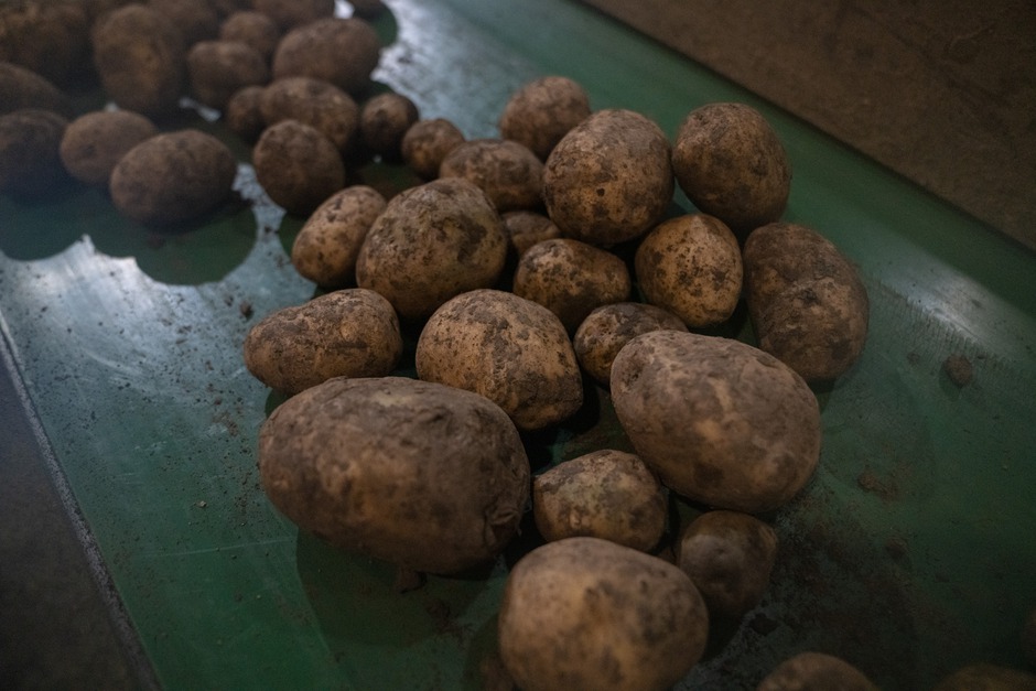 План по картофелю, не смотря на дождливое лето, выполнен на 100%