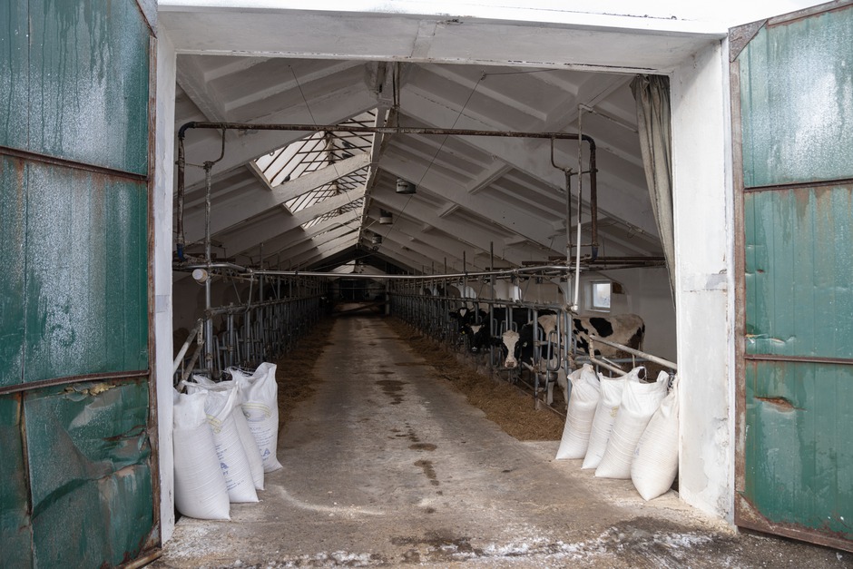 Коров кормят питательно и правильно