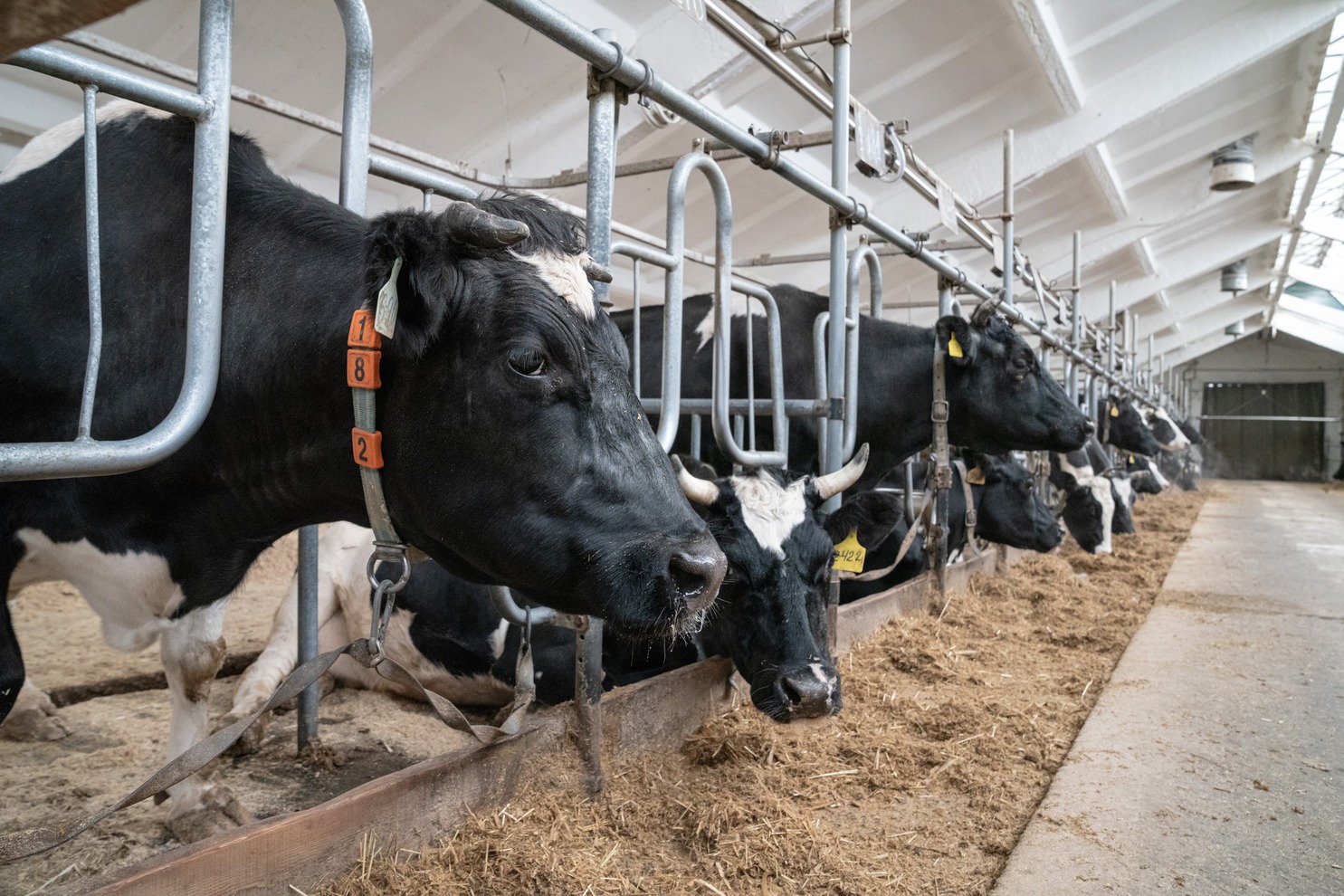 Качество корма – самое важное для молока