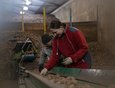 В ООО «Агросмоленское» активно перебирают картошку