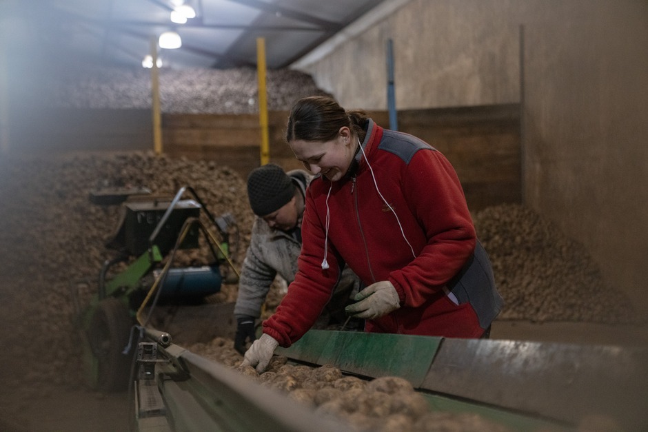 В ООО «Агросмоленское» активно перебирают картошку