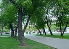 Деревья для пересадки взращены в питомниках Горзеленхоза.  Фото IRK.ru