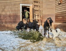 Козы с радостью накинулись на лакомство.