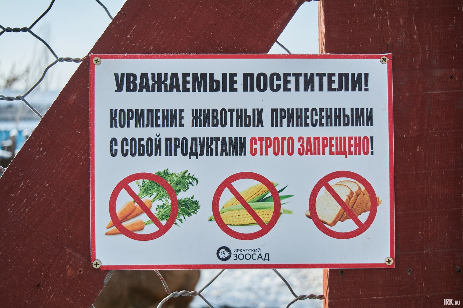 Приносить ёлки можно в рабочее время Иркутского зоосада — ежедневно с 11:00 до 18:00.