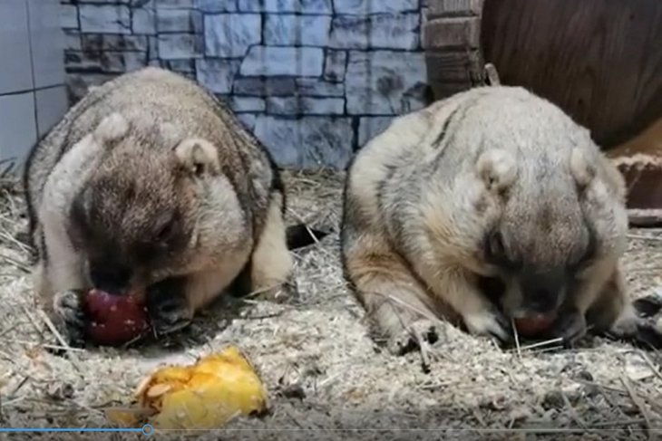 Скриншот с видео Иркутской зоогалереи