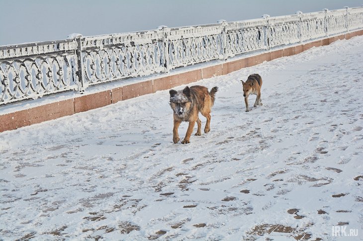 Фото Маргариты Романовой, IRK.ru