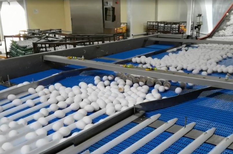 Производство яйца – сфера очень конкурентная. 60% российского рынка – это более 240 компаний