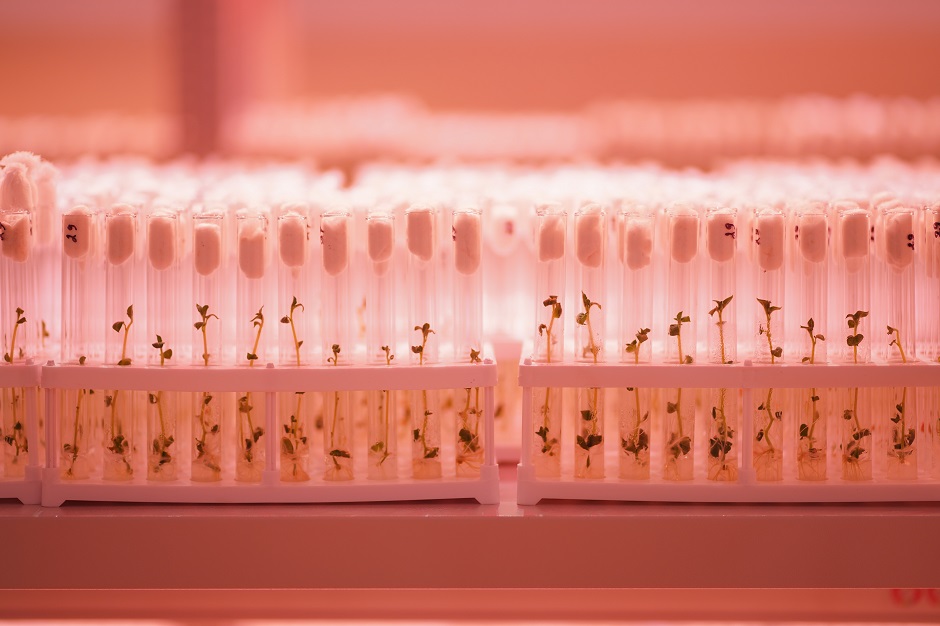 Готовое растение хранится в отдельном помещении с инфракрасным излучением