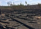 Огонь уничтожил лес в Усть-Удинском районе. Фото пресс-службы ГУ МВД России по Иркутской области