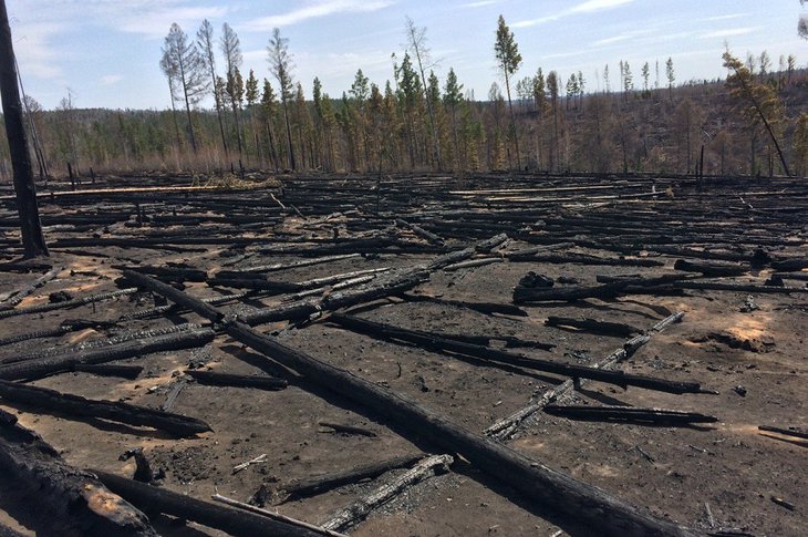 Огонь уничтожил лес в Усть-Удинском районе. Фото пресс-службы ГУ МВД России по Иркутской области