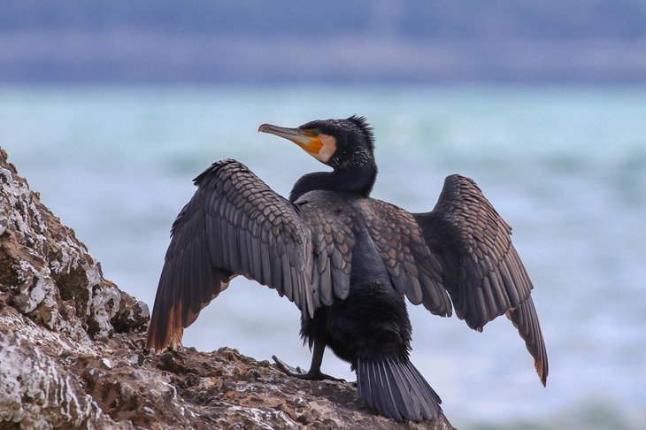 Большой баклан. Фото с сайта erbirds.ru