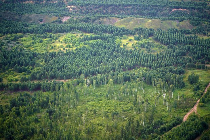 Лес. Фото пресс-службы правительства региона