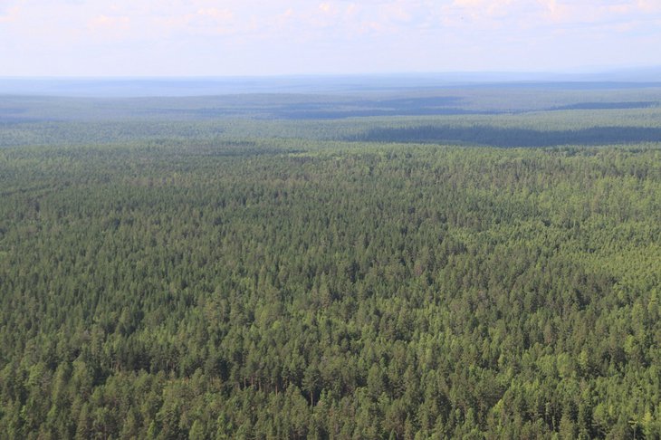 Леса Иркутской области. Фото с сайта правительства Иркутской области