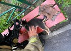 Пожарные спасли собаку. Фото пресс-службы ГУ МЧС России по Иркутской области