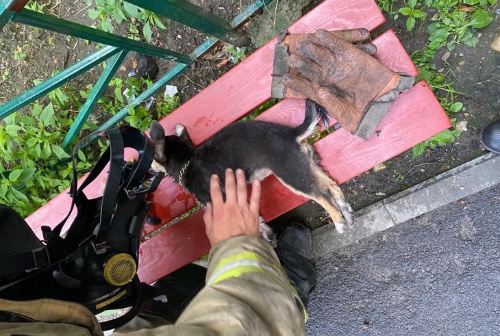 Пожарные спасли собаку. Фото пресс-службы ГУ МЧС России по Иркутской области